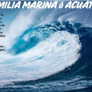 Marinas o Acuáticas